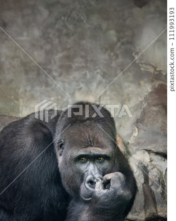 thoughtful western lowland gorilla background of stones 111993193
