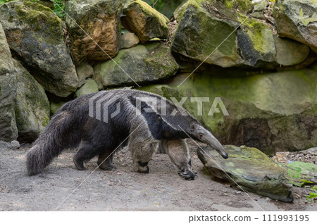 anteater, Myrmecophaga tridactyla background of stones 111993195