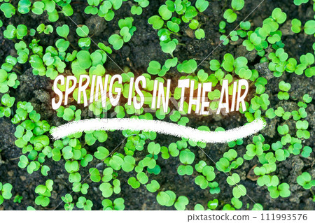 Text Spring is in the air. Color green spring background. Texture green salad Text Spring is in the air. Color green spring background. Texture green salad 111993576