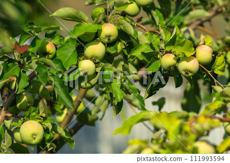 Tree, adorned with an immense array of vibrant green fruits, illuminates a bountiful garden. 111993594