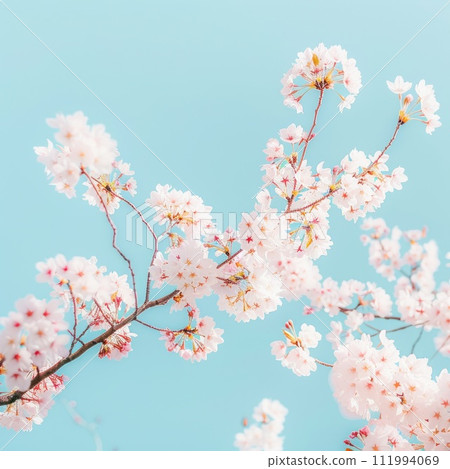 Delicate cherry blossoms in full bloom against a clear blue sky symbolize the ephemeral beauty of spring 111994069