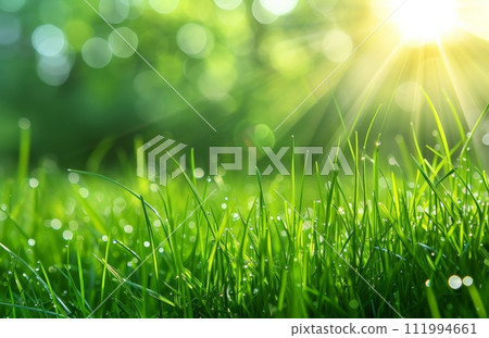 grass field with a green grass and sun rays grass field with a green grass and sun rays 111994661