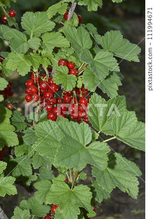 harvest of red currants on a bush branch. red ripe berries among green leaves 111994671