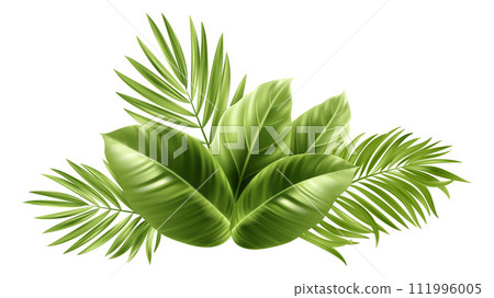 Tropical Palm Leaves. Palm Tree Plant Leaf 111996005