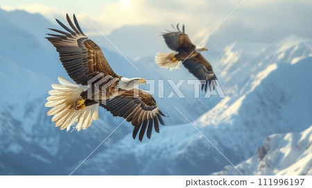 Noble eagles soaring high above snow-capped mountain peaks, symbols of freedom and strength 111996197