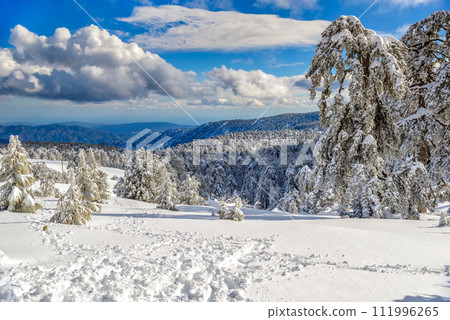 Winter forest landscape in Troodos, Cyprus 111996265