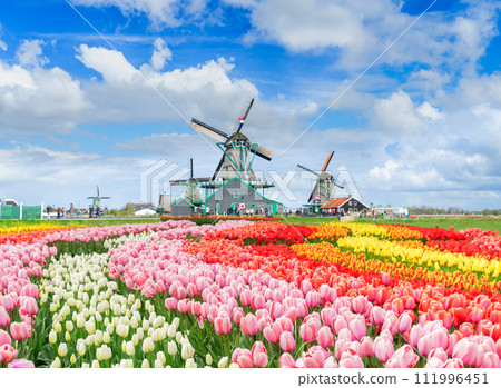 Dutch wind mills 111996451
