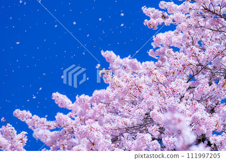 [Sakurafubuki 材料]櫻花，藍天和櫻花暴風雪圖像[長野縣] 111997205