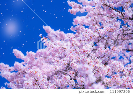 [Sakurafubuki material] Cherry blossoms, blue sky and cherry blossom blizzard image [Nagano Prefecture] 111997206