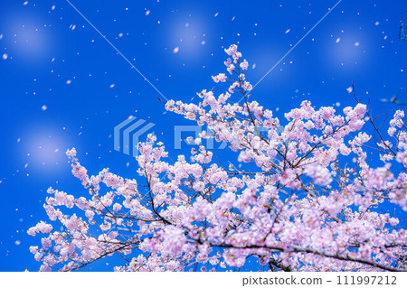 [Sakurafubuki 材料]櫻花，藍天和櫻花暴風雪圖像[長野縣] 111997212