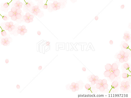 Cherry Blossom	 111997238