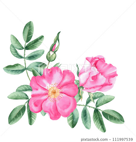 Watercolor dog rose bouquet, corner composition from flowers, leaves and berries isolated on white background. Botanical hand drawn illustration. Watercolor dog rose bouquet, corner composition from flowers, leaves and berries isolated on white background. Botanical hand drawn illustration. 111997539