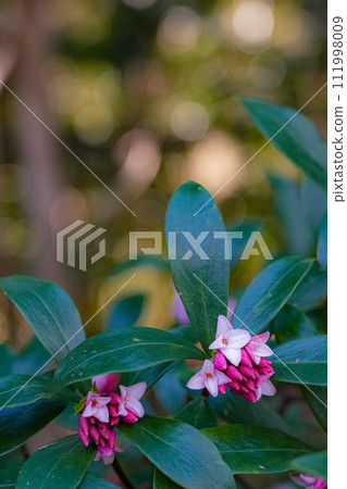 下沉的花 下沉的花 111998009