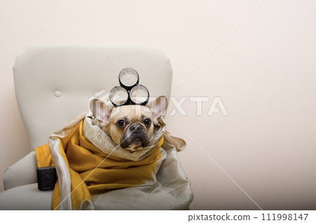 Adorable bulldog dog with curlers on her head wrapped in a shawl and posing in a chair looking intently at the camera. Adorable bulldog dog with curlers on her head wrapped in a shawl and posing in a chair looking intently at the camera. 111998147
