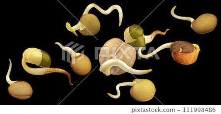 Falling sprouted beans, germinating lentil seeds isolated on black background Falling sprouted beans, germinating lentil seeds isolated on black background 111998486