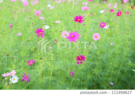 盛開的波斯菊花 盛開的波斯菊花 111998627