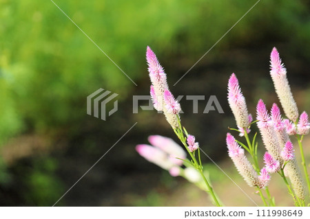 Nogeitou flower 111998649