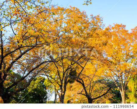 Yellow zelkova leaves shine against the clear blue sky in autumn Yellow zelkova leaves shine against the clear blue sky in autumn 111998654