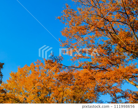 Yellow zelkova leaves shine against the clear blue sky in autumn Yellow zelkova leaves shine against the clear blue sky in autumn 111998656