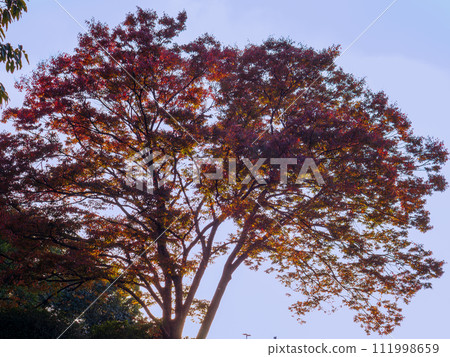 Yellow zelkova leaves shine against the clear blue sky in autumn Yellow zelkova leaves shine against the clear blue sky in autumn 111998659
