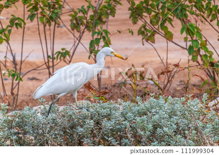 Western cattle egret (Bubulcus ibis) in winter plumage hunting for insects. 111999304