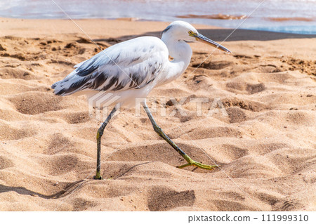 White Western Reef Heron (Egretta gularis) at Sharm el-Sheikh beach, Sinai, Egypt White Western Reef Heron (Egretta gularis) at Sharm el-Sheikh beach, Sinai, Egypt 111999310