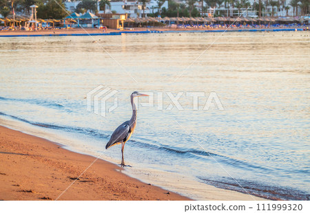 Gray heron fishing on the beach of the Red Sea. Naama Bay beach, Sharm El Sheikh, Egypt 111999320