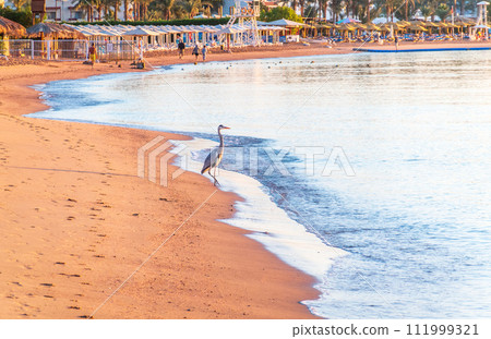 Gray heron fishing on the beach of the Red Sea. Naama Bay beach, Sharm El Sheikh, Egypt Gray heron fishing on the beach of the Red Sea. Naama Bay beach, Sharm El Sheikh, Egypt 111999321