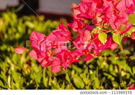 Bougainvillea, Paper flower Bougainvillea hybrida soft focus with blurry background 111999339