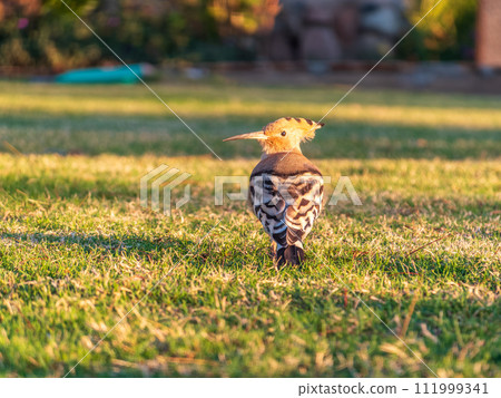 Eurasian hoopoe or Common hoopoe (Upupa epops) bird close-up on natural green grass background Eurasian hoopoe or Common hoopoe (Upupa epops) bird close-up on natural green grass background 111999341