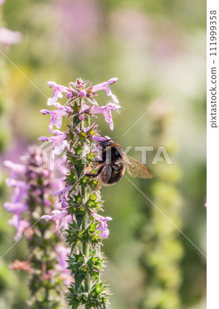 A bee collects pollen on Purple Betony flowers or Betony, Wood Betony, Bishopwort, Bishop's Wort. A bee collects pollen on Purple Betony flowers or Betony, Wood Betony, Bishopwort, Bishop's Wort. 111999358