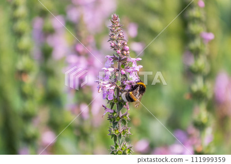 A bee collects pollen on Purple Betony flowers or Betony, Wood Betony, Bishopwort, Bishop's Wort. A bee collects pollen on Purple Betony flowers or Betony, Wood Betony, Bishopwort, Bishop's Wort. 111999359