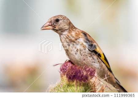 European goldfinch with juvenile plumage, feeding on the seeds of thistles. Carduelis carduelis. 111999365