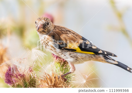 European goldfinch with juvenile plumage, feeding on the seeds of thistles. Carduelis carduelis. 111999366