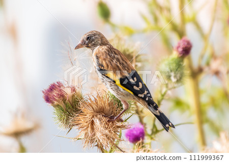 European goldfinch with juvenile plumage, feeding on the seeds of thistles. Carduelis carduelis. 111999367