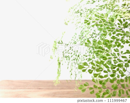 adiantum on the table 111999467