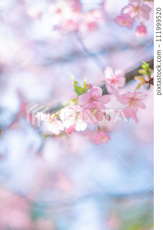 河津櫻和天空 111999520