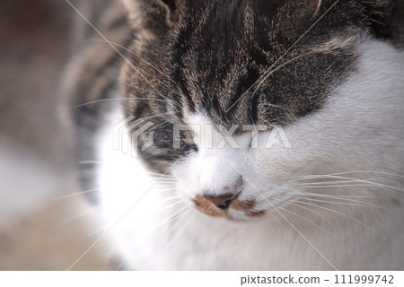 Cat napping face close up Cat napping face close up 111999742