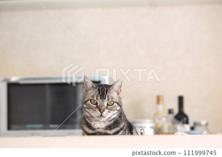 Cat behind the kitchen counter, front view Cat behind the kitchen counter, front view 111999745