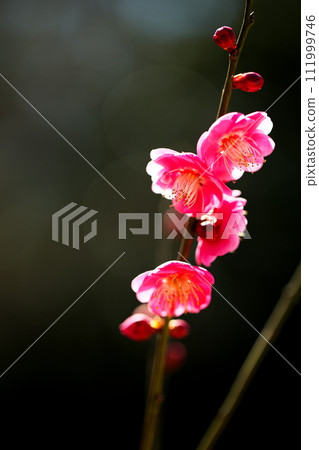 Red plum blossoms blooming in the park Red plum blossoms blooming in the park 111999746