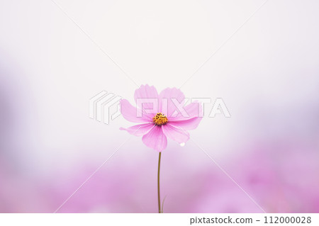 Cosmos covered in drops 112000028