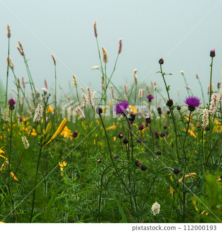 Japanese Highland Meadow Japanese Highland Meadow 112000193