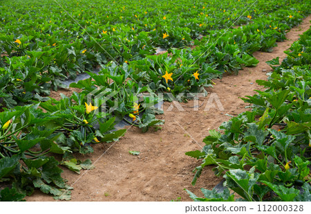 Zucchini plants carefully growing in the garden Zucchini plants carefully growing in the garden 112000328