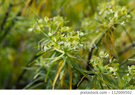 Blooming Euphorbia regis-jubae Blooming Euphorbia regis-jubae 112000502