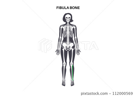Fibula bone anatomy 112000569
