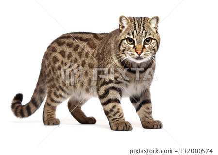 Fishing Cat Prionailurus viverrinus on white background, Pet, Wild Animals, Illustration, Generative AI. 112000574