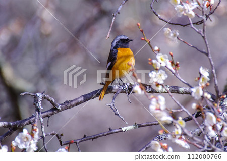 Yobitaki stuck in a plum tree Yobitaki stuck in a plum tree 112000766