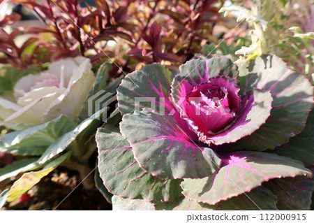 Group planting of leaf buttons Group planting of leaf buttons 112000915