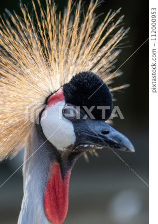 沖繩 Neopark 的大白冠鶴 112000953