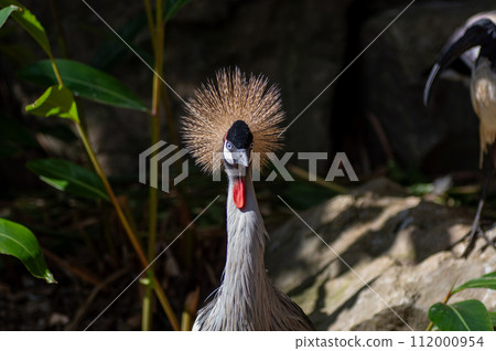 沖繩 Neopark 的大白冠鶴 112000954